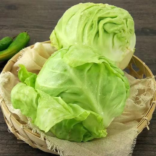 【SF】甘蓝 新下本地绿甘蓝 新鲜脆嫩 商品图1
