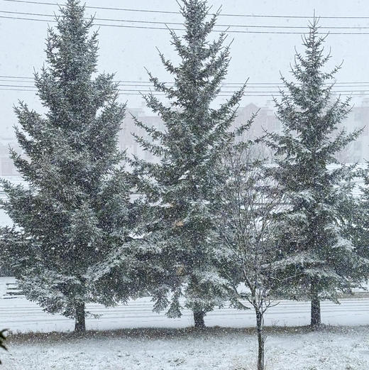 《北国》雪松30cm×30cm大号亚克力礼盒 商品图7