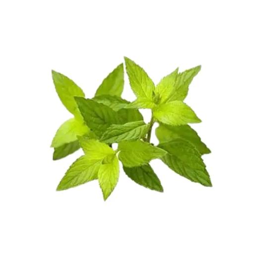 【超市】良道 有机牛至叶80g 商品图0