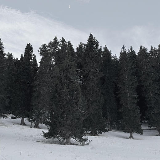 《北国》雪松30cm×30cm大号亚克力礼盒 商品图4