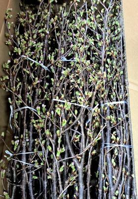 日本花材 | 日本启翁樱 Prunus