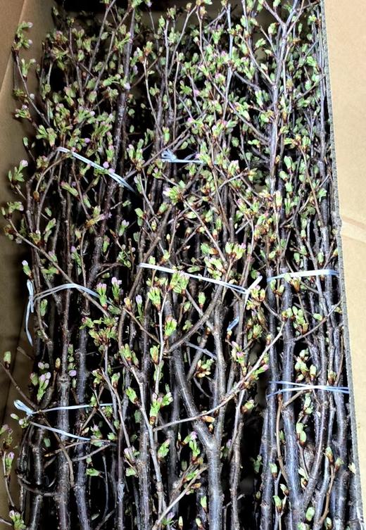 日本花材 | 日本启翁樱 Prunus 商品图0