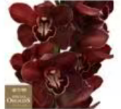 荷兰花材 | 大花蕙兰暗夜红 Dark Night【瑕疵 折痕 不售后，介意者慎拍】