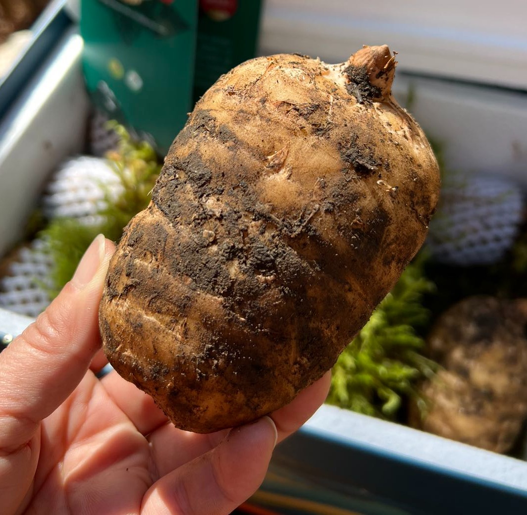【奕虹心选】海拔4100米的雪域高原 藏地鲜天麻西藏林芝波密原始森林，纯野生抚育3年，西藏产地直发，品质保证👍