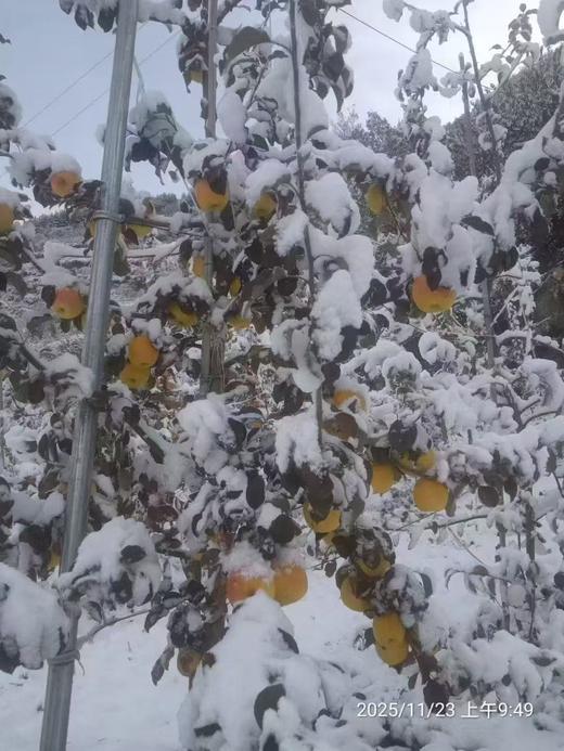 高山瑞雪苹果（5斤） 商品图0