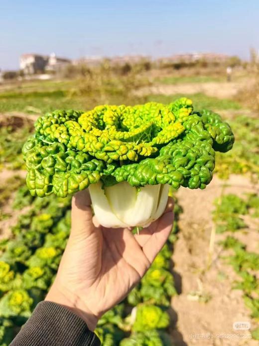 周一取货：【黄芯菜】一袋3斤左右，好吃的膳食纤维！ 商品图0