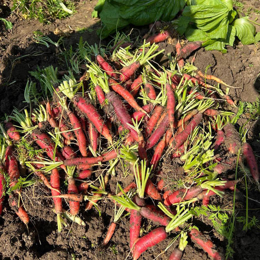 四川•高山土胡萝卜  健康种植  新鲜采挖，适合各类吃法~ 商品图2