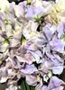 日本花材 | 香豌豆MauveSplash 商品缩略图0