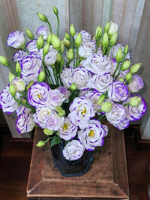 【洋桔梗大满贯】粉色洋桔梗7-10朵/份+紫边洋桔梗7-10朵+绿色洋桔梗7-10朵+香槟洋桔梗7-10朵/份 商品图8