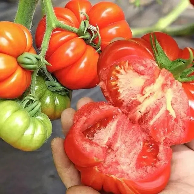 【超市】百盛鲜蔬达 牛排番茄 约520g