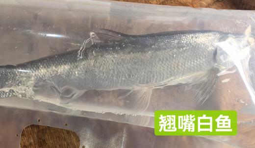太湖翘嘴白水鱼32.8元1条约1.3斤左右，鲜活，明天到店 商品图3