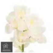 荷兰花材 | 大花蕙兰白色肌肉 Muscle White【瑕疵 折痕 不售后，介意者慎拍】