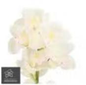 荷兰花材 | 大花蕙兰白色肌肉 Muscle White【瑕疵 折痕 不售后，介意者慎拍】 商品图0