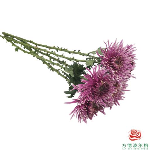 VDB烟花菊-巴尔塔萨 商品图2