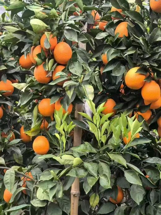 雷波挤橙 商品图4