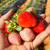 尝鲜福利『攀枝花露天冬草莓』随珠草莓+粉玉草莓+香玉草莓，甜美细嫩，香软怡人，鲜灵莹润 商品缩略图12