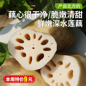 新鲜莲藕  密农人家深水莲藕  脆嫩清甜  藕香浓郁  新鲜带泥发货 400g