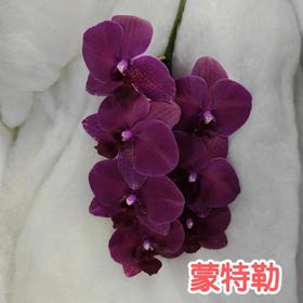 蝴蝶兰 | 蒙特勒（可能有轻微瑕疵不售后，介意慎拍）