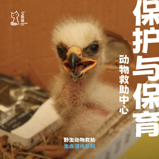 「暑假」保护与保育 · 野生动物保育主题单飞营 商品图0