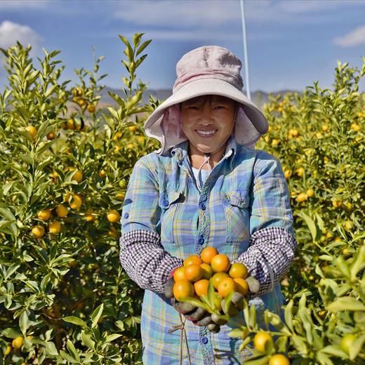 攀枝花【云端脆蜜金桔】可食率99%，平均糖度20%+，脆爽化渣，果肉绵密，无籽，含糖量高，带皮食用。不打蜡，不催熟！ 商品图3
