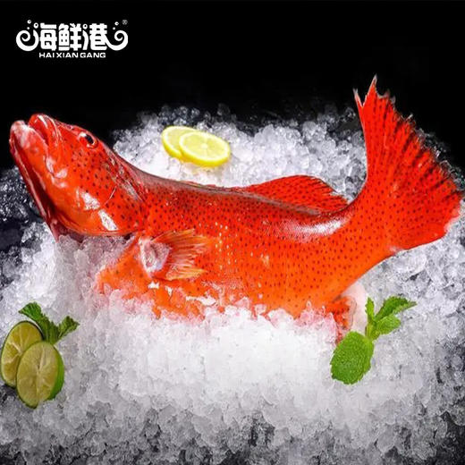 TY26年海鲜港1298型-功成名就【鲜知10.0】 商品图4