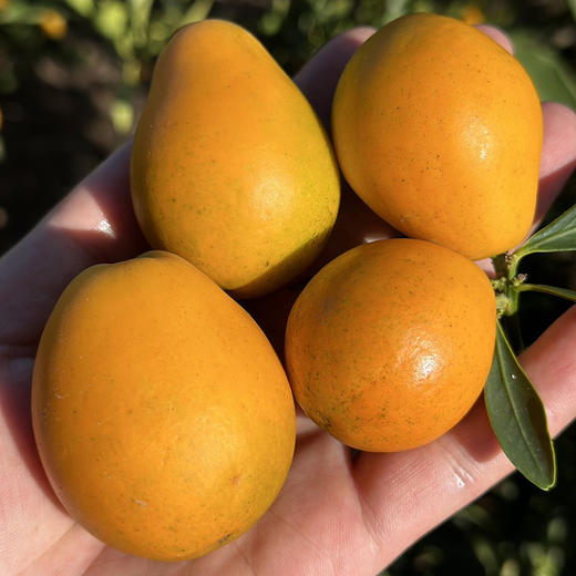 攀枝花【云端脆蜜金桔】可食率99%，平均糖度20%+，脆爽化渣，果肉绵密，无籽，含糖量高，带皮食用。不打蜡，不催熟！ 商品图7