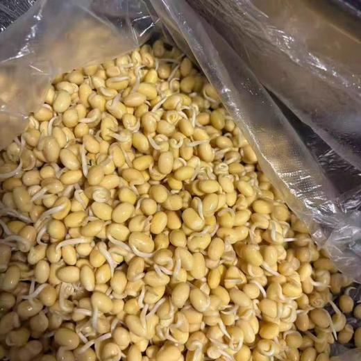 【ZCWJ】新鲜清水泡发黄豆嘴 商品图2