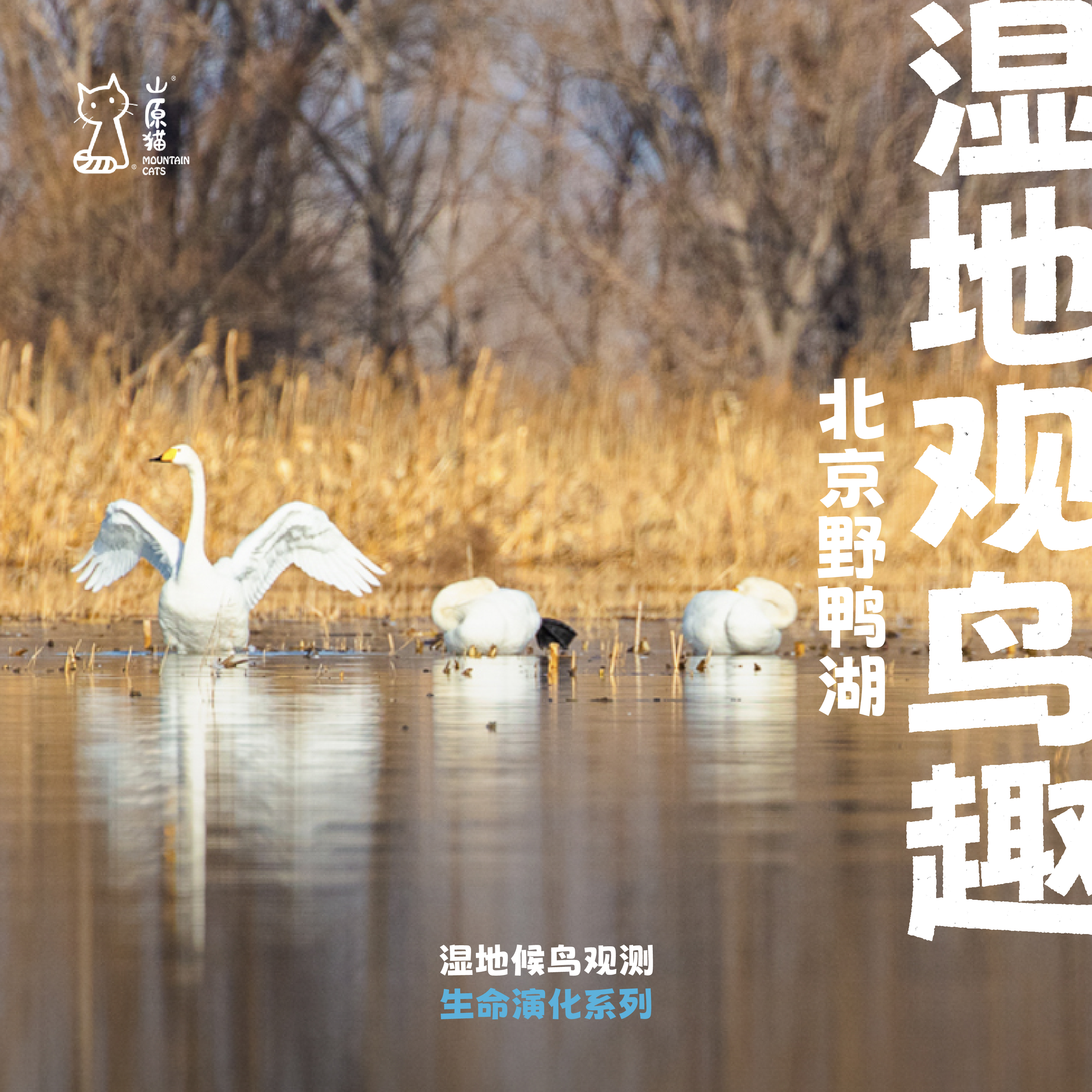 「已满团可候补 · 清明假期4.5」湿地观鸟趣 · 野鸭湖湿地公园单日亲子研学