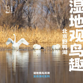 「已满团可候补 · 清明假期4.5」湿地观鸟趣 · 野鸭湖湿地公园单日亲子研学