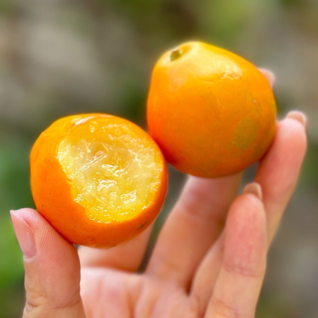 广西融安脆蜜金柑