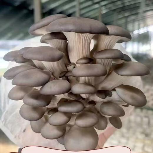 【SF】现摘新鲜平菇 农家种植鲜嫩爽滑 火锅炒菜菌菇 商品图1