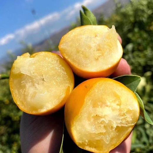 攀枝花【云端脆蜜金桔】可食率99%，平均糖度20%+，脆爽化渣，果肉绵密，无籽，含糖量高，带皮食用。不打蜡，不催熟！ 商品图1