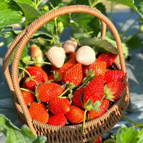 尝鲜福利『攀枝花露天冬草莓』随珠草莓+粉玉草莓+香玉草莓，甜美细嫩，香软怡人，鲜灵莹润