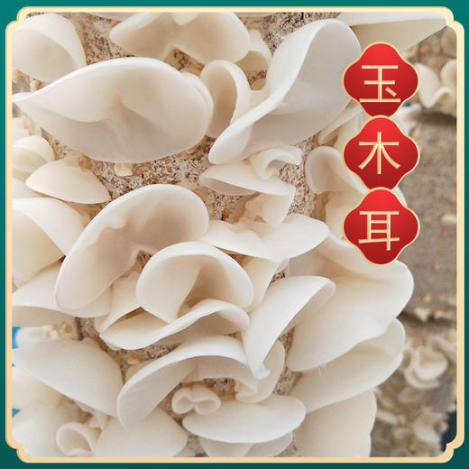 樟子松牌礼盒 商品图3