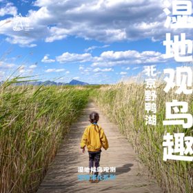 「端午假期」湿地观鸟趣 · 野鸭湖湿地公园观鸟行