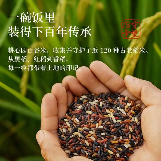【同行精选】百谷老种子糙米5斤，百种原生稻米手工混种，天然无农化，富含膳食纤维与胚芽营养。 商品图2