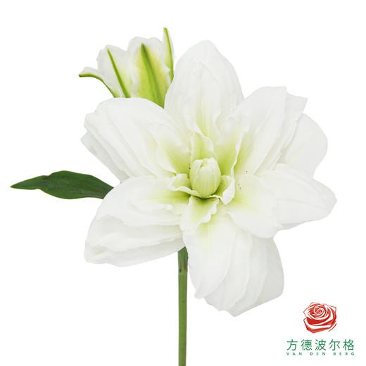 重瓣百合-卡诺瓦 商品图0