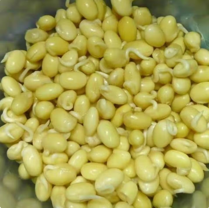 【QT】新鲜 黄豆嘴短芽