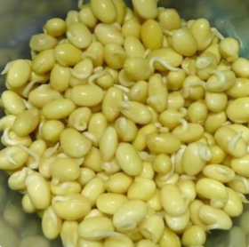 【QT】新鲜 黄豆嘴短芽