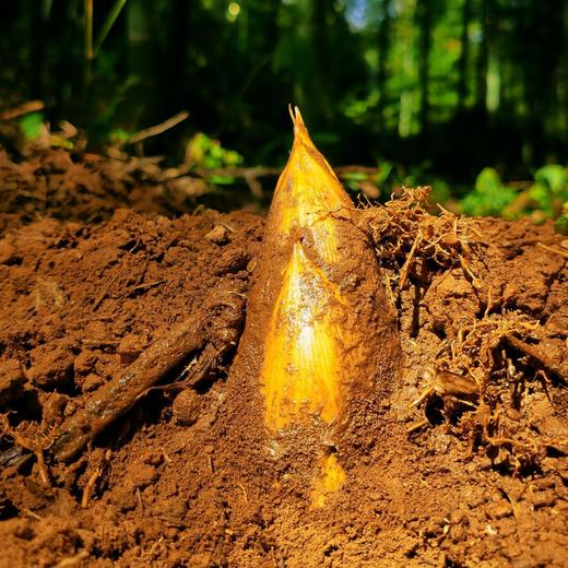 【2025冬日时令美味】临安高山冬笋 产自临安天目山 现寻现发 鲜嫩清甜 出肉率高 颗颗饱满 泡沫箱+冰袋的专业锁鲜包装 新鲜到家 商品图4