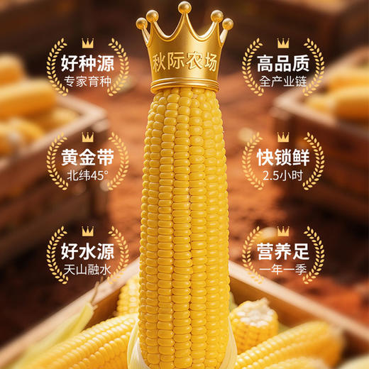 秋际农场·黄糯玉米 多规格可选  一口鲜满口甜糯 商品图2