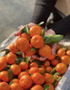 广西荔浦沙糖桔 商品缩略图3
