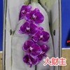 蝴蝶兰 | 大财主（可能有轻微瑕疵不售后，介意慎拍） 商品缩略图0