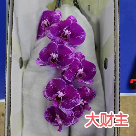蝴蝶兰 | 大财主（可能有轻微瑕疵不售后，介意慎拍） 商品图0