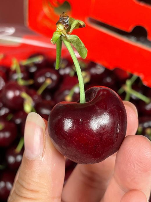 S顺丰包邮！进口智利桑提娜车厘子2J-4J*1斤/2斤/3斤/5斤 商品图8