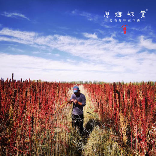 高原生态藜麦（成都仓库-顺丰快递）| 500g/袋，来自青海香日德，生产者：张德路【合作生产，公平贸易】 商品图12