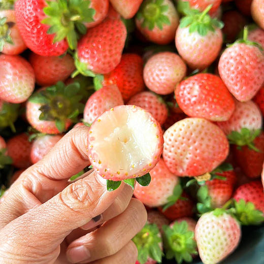 尝鲜福利『攀枝花露天冬草莓』随珠草莓+粉玉草莓+香玉草莓，甜美细嫩，香软怡人，鲜灵莹润 商品图10