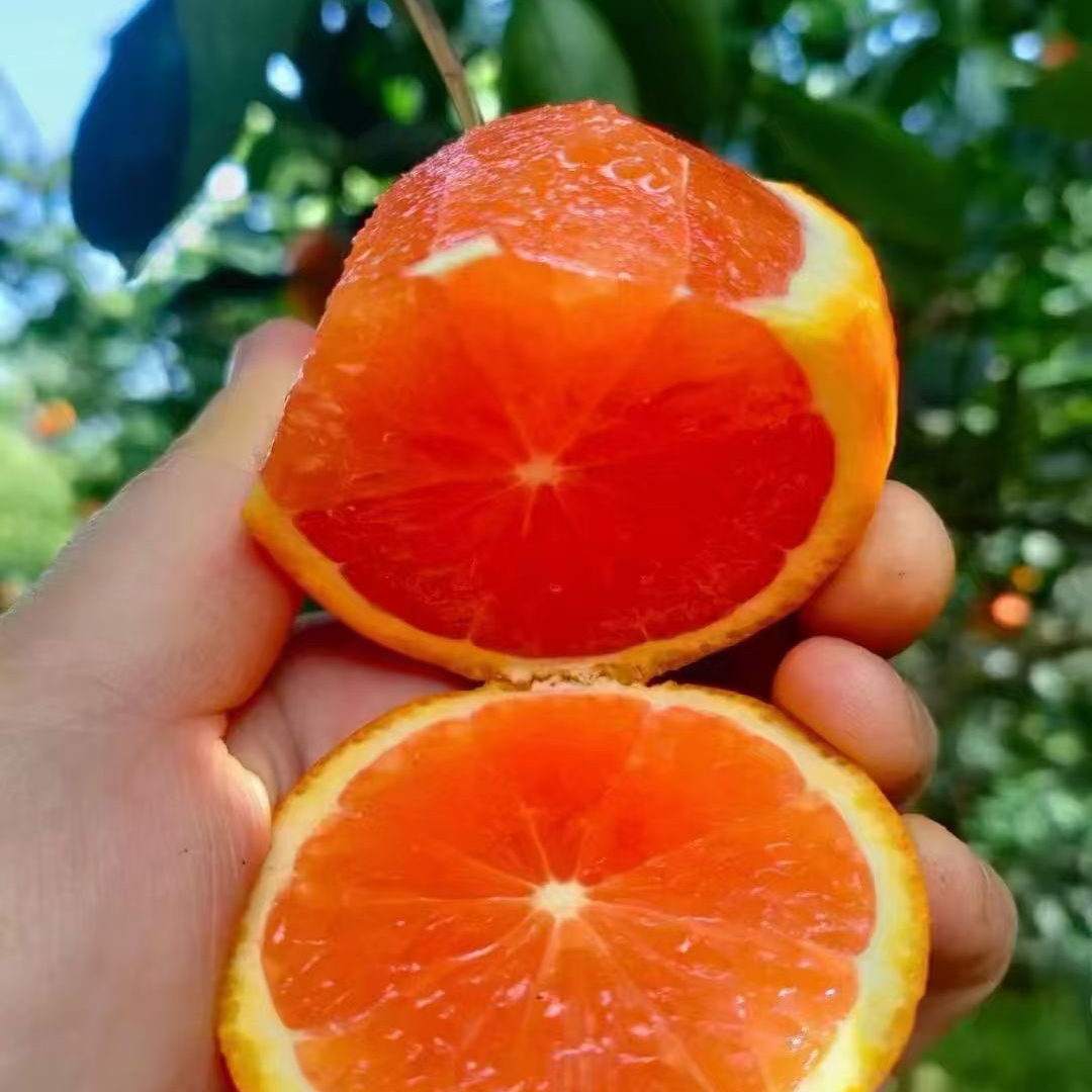 云阳红橙（红肉脐橙），一箱10斤装，普通地区顺丰包邮！