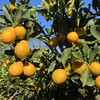 攀枝花【云端脆蜜金桔】可食率99%，平均糖度20%+，脆爽化渣，果肉绵密，无籽，含糖量高，带皮食用。不打蜡，不催熟！ 商品缩略图5
