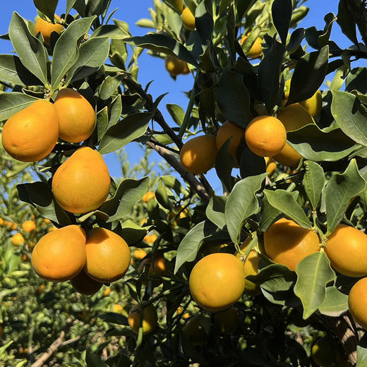 攀枝花【云端脆蜜金桔】可食率99%，平均糖度20%+，脆爽化渣，果肉绵密，无籽，含糖量高，带皮食用。不打蜡，不催熟！ 商品图5